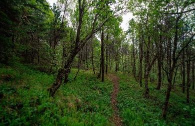 Papa Leão XIV: justiça ambiental, uma necessidade urgente